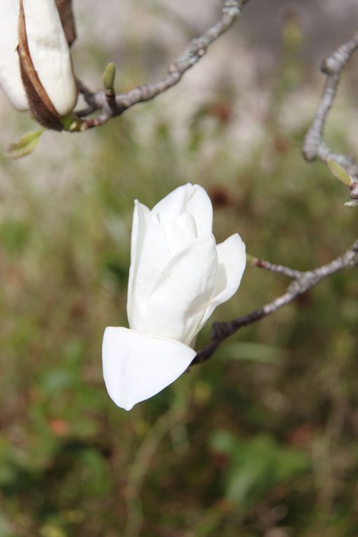 Nous sommes accueillis par des magnolias