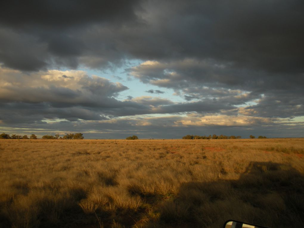 Cette fois, c'est au milieu des moutons et des chiens que je fais un arrêt, en plein outback!