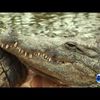 La Ferme aux Crocodiles, Ardèche (Vidéo HD n° 21)