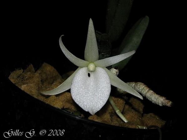 D'autres orchidées africaines ou des Mascareignes en plus de mes Aerangis.