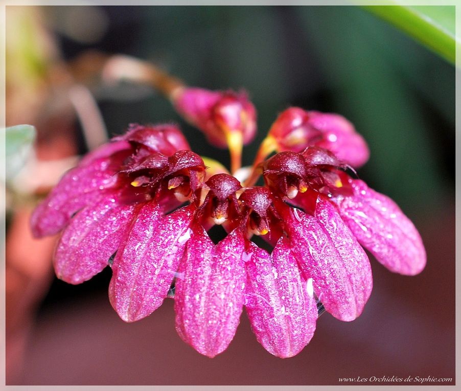 Ma petite collection de Bulbophyllum