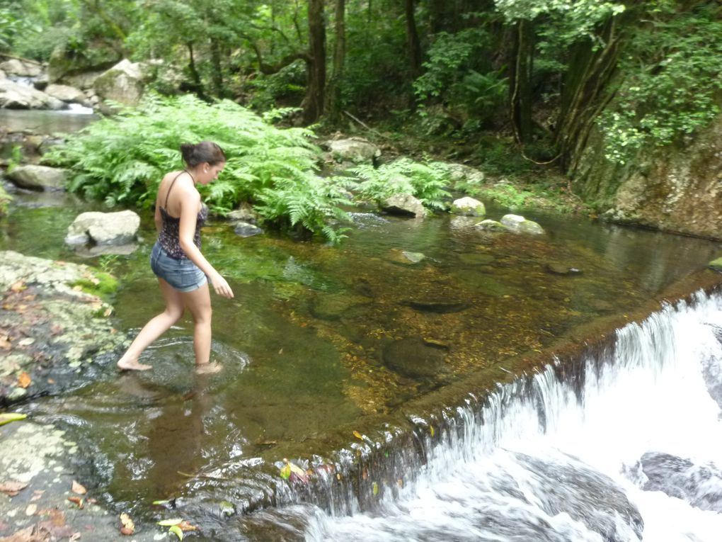 Album - Cairns---Rainforest.-Waterfalls--Beach