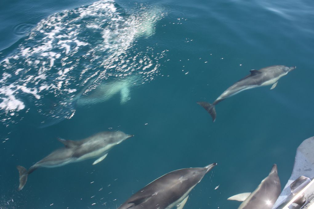 Album - des-dauphins-aux-sables