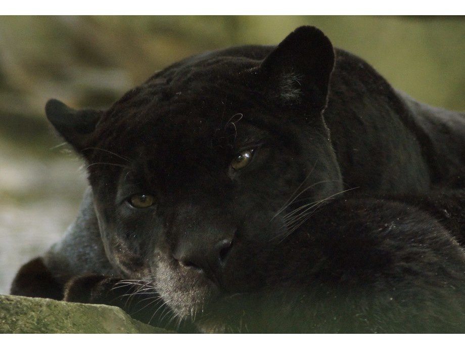 visite au ZOO Beauval.