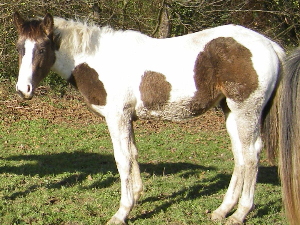 Jument oc (half pinto)par Rodeo peppy's boy et Queguapa, née le 12 avril 08