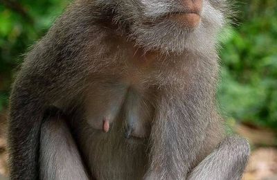 Jour 10 : la Monkey Forest à Ubud