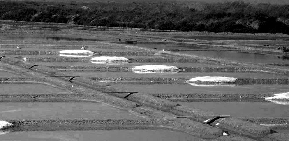 Album - Les Marais-salants de Guerande en noir et blanc