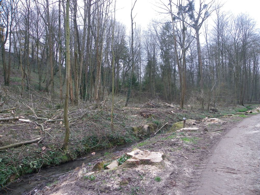 Crépy en Valois : Des arbres abattus dans le parc de Géresme