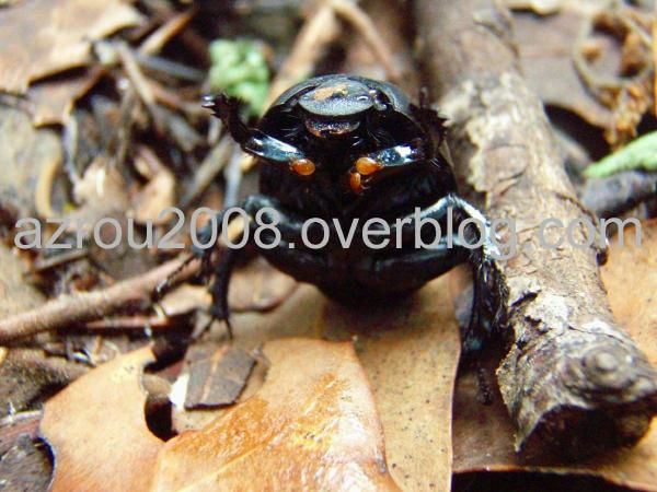 Photos d'insectes et autres bestioles croisées dans la journée, généralement en forêt d'Azrou dans les montagnes du Moyen-Atlas au Maroc... scorpions, araignées, fourmis, ânes, papillons, abeilles ou cigales sont présents dans cet album