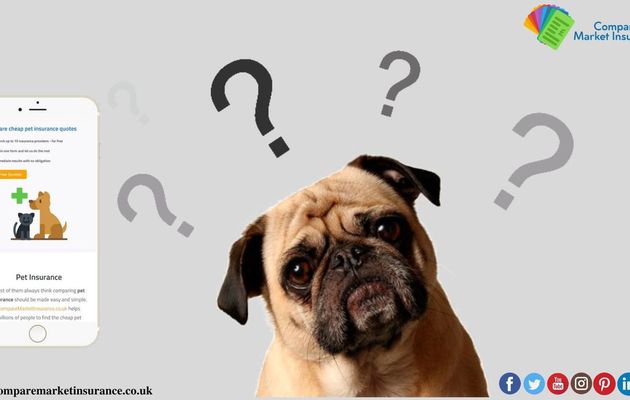 Why To Compare And Choose Pet Insurance Wisely In The Uk?