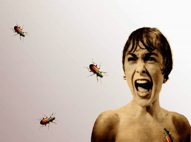 L'ipnosi può essere utile per curare la paura degli insetti