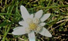 #Edelweiss Producers Sierra Foothills California  Vineyards 