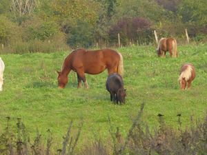 Chevaux blancs et moutons gris