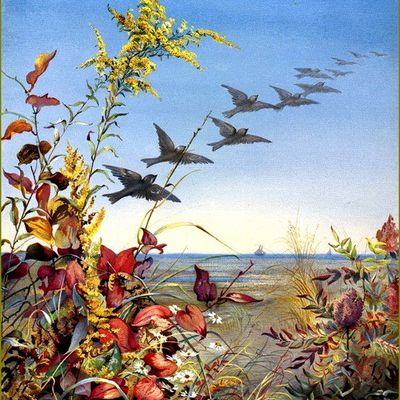 Oiseaux en peinture - Fidelia Bridges