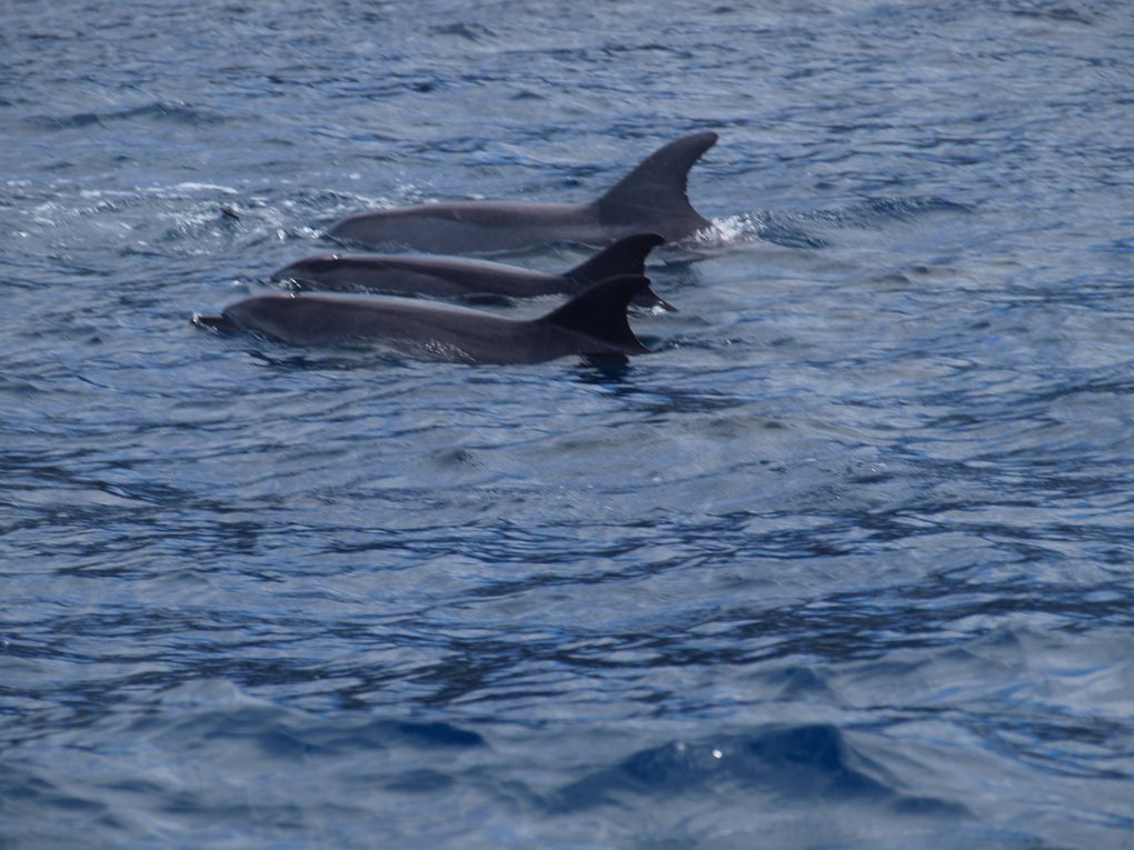 Grands dauphins 
Population residente,
Tenerife, Iles Canaries
Espagne