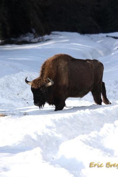 Visite de la réserve de Bisons d'Europe de sainte Eulalie en Margeride