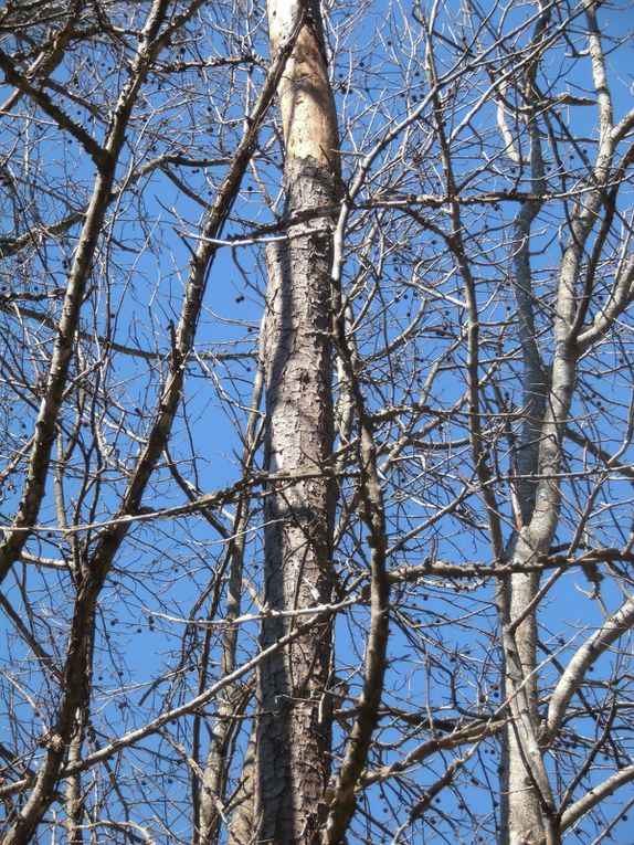 … de son côté, le hanneton du pin a frappé (silencieusement) dans notre jardin ! Des petits trous dans le bois attestent qu’il a pondu. L'écorce au sol porte la marque de sa larve. Un arbre à abattre...