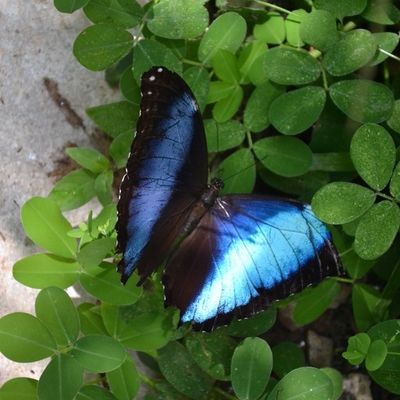 Bilan - Guyanes : Guyana, Suriname et Guyane Française