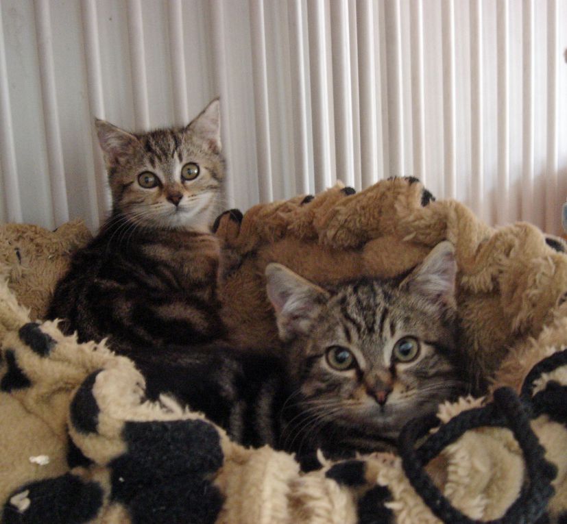 Une portée de 4 chatons nés dans le jardin d'une amie des chats et qui ont grandi entre félins. Ils doivent à présent apprendre que les humains peuvent être des alliés bienveillants !