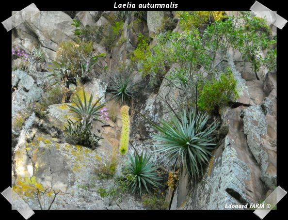 Orchidées indigènes de la station de Ocuilan-Chalma, Etat de México, Mexique.