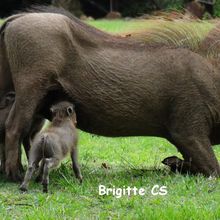 Un sanglier fait ses courses dans un Castorama...