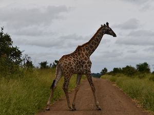 Parc Kruger: de Satara à Lower Sabie