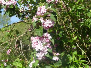 Un magnifique rhododendron, des boules de neige, la première agapanthe fleurie, des pervenches blanches, une azalée japonaise,  un wegelia, un camélia et les premiers hortensias en début de fl9raison.