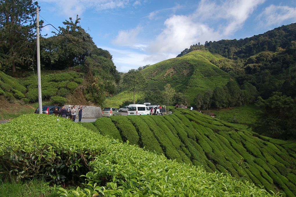 Album - Cameron-highlands