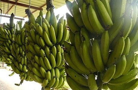 Agriculture: Chute des exportations de la banane camerounaise en 2014