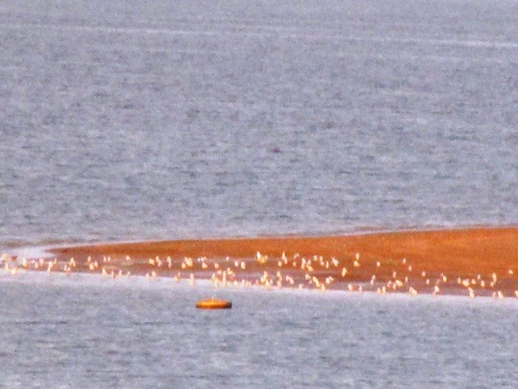 Les grues reviennent le soir sur le lac du Der