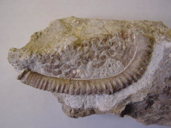 <p> </p>
<p>L'un des groupes "chouchou" des collectionneurs, les ammonites hétéromorphes ou déroulées possèdent des représentants depuis le Jurassique moyen.</p>
<p>Tous les spécimens présentés appartiennent à ma collection personnelle.</p>
<p>Bon amusement !</p>
<p>Phil "Fossil"</p>
<p> </p>