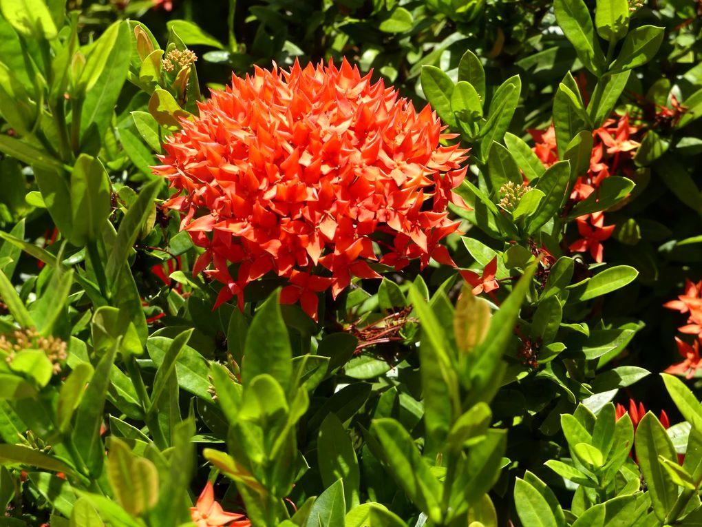 Fleurs du jour (23-25) - J'ai descendu dans mon jardin... (22)