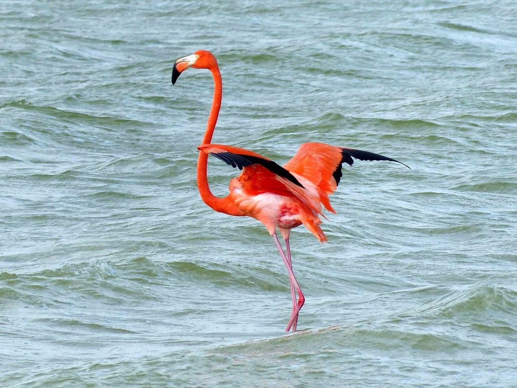 Kankirixche - Mayapán - Rio Lagartos -Cancun - Retour en France