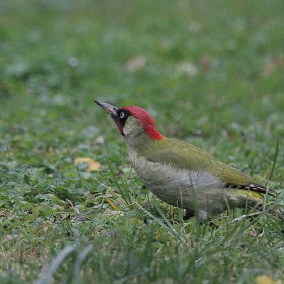 Dans mon jardin - Pic Vert - Geai des chênes - Corbeau freux