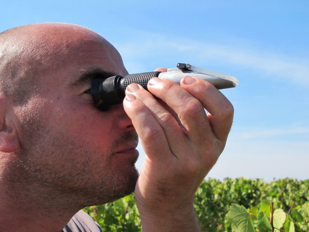 Les belles grappes de gamay n'attendent plus que les coups de sécateurs et le vigneron tergiverse : je vendange, j'attends ?