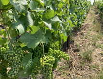 BIENTOT DE BELLES VENDANGES 