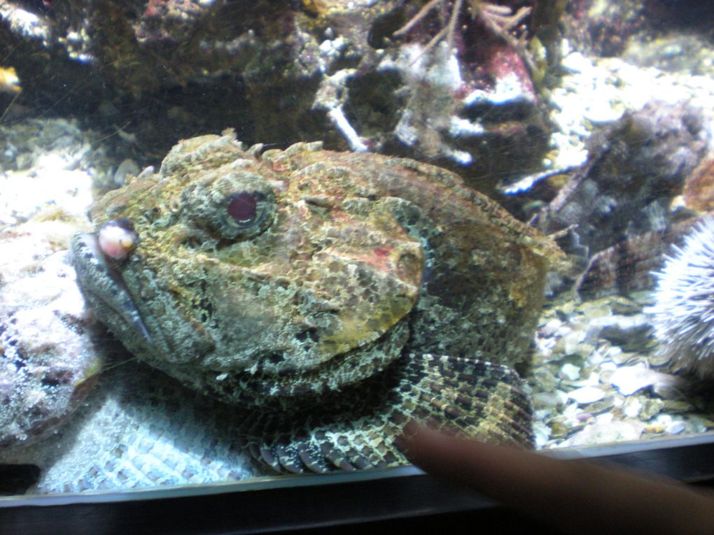 jeudi 22 avril,les tout-petits/petits de Véronique et les petits/moyens de Catrina sont allés à l'aquarium du Gosier .Ce fut une belle journée de découvertes.