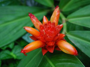 Botanic Garden de Cairns