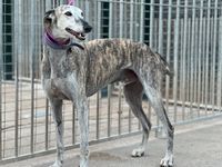 lévrier galgo d'Espagne bringé a adopter chez sos chiens galgos