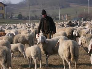 STAZI GIURIDICI E PASTORI. L'ACCOMPAGNATORE EUTANASICO: UNO DEI PIU' LUSSUOSI RUOLI TRA LE RANE PESCATRICI DEL DIRITTO-NON DIRITTO