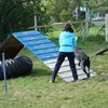 Agility : initiation à la palissade pour notre cane corso