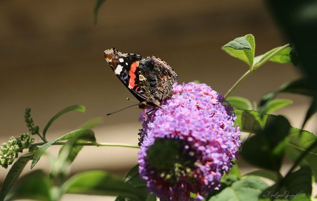 Oh ! Un Papillon..