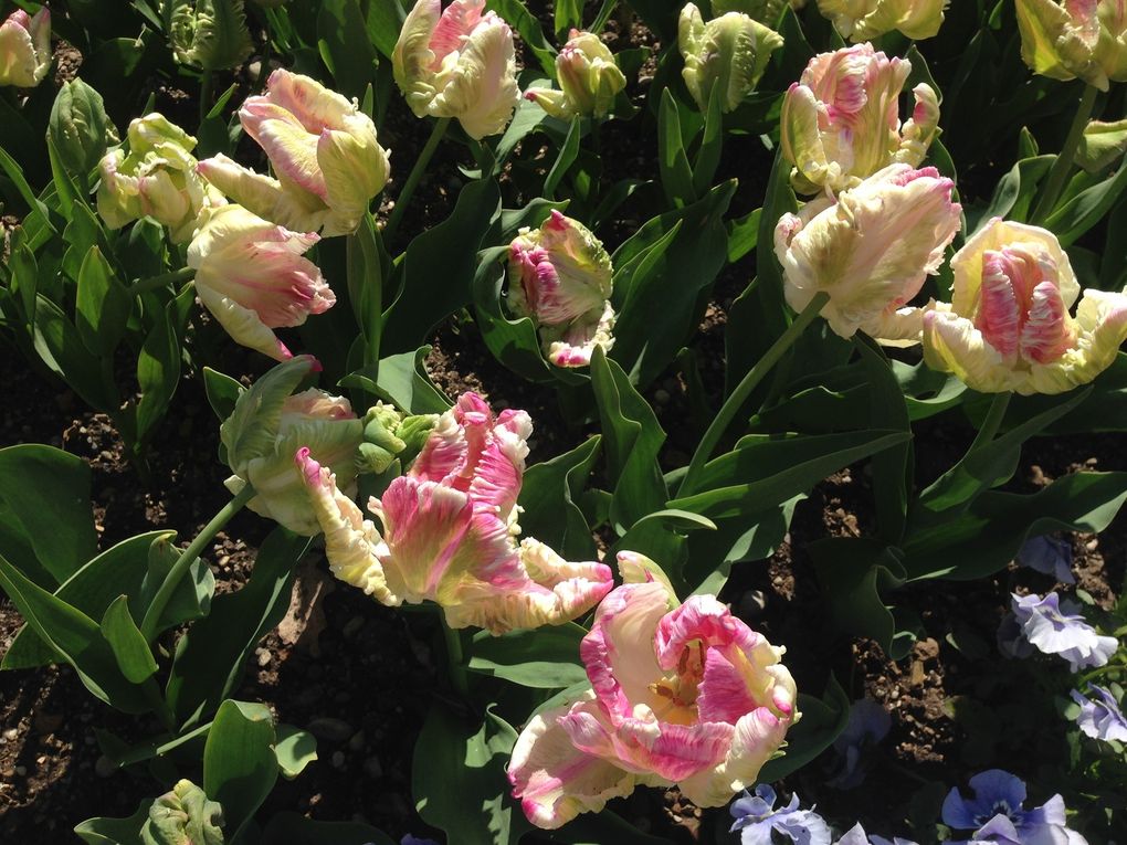 Tulipes 'Weber's Parrot', Narcisses 'Ice King' (2 photos)