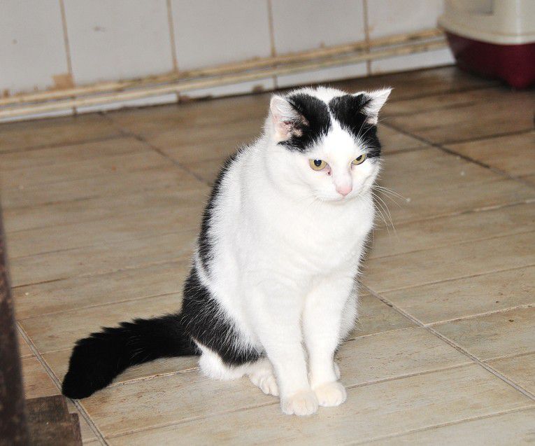 Adoptée : JABIA