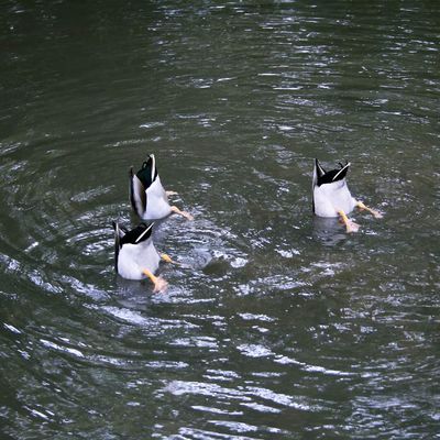 Upside down ducks