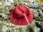 Voyage-plongée: Corail-champignon rouge, red mushroom coral