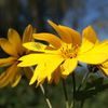 Fleurs de Topinanbour