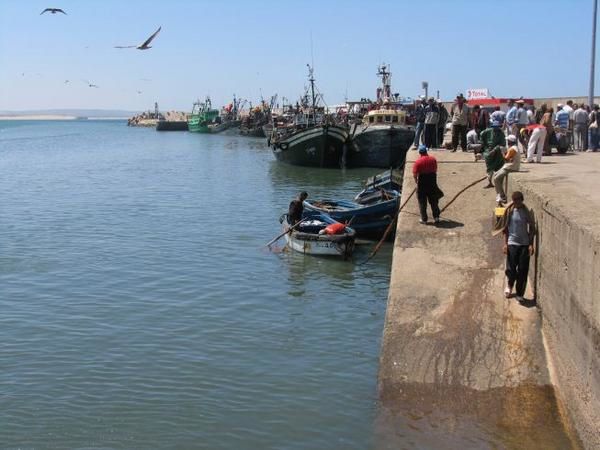 quelques 106 photos d'Essaouira, de son port, de ses mouettes et de ses chats plus ou moins mités