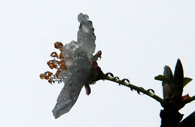 Fleurs d'amandier et ciel de pluie