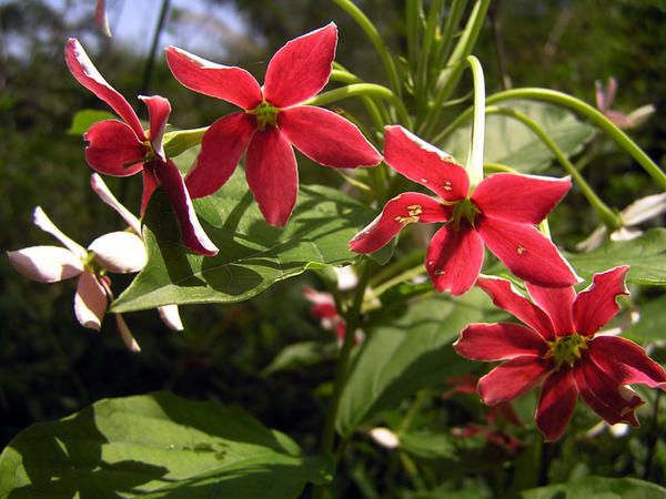 Faune, flore et paysage de Guyane